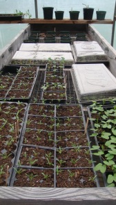 Seedlings fo cut flower garden in the Greenhouse